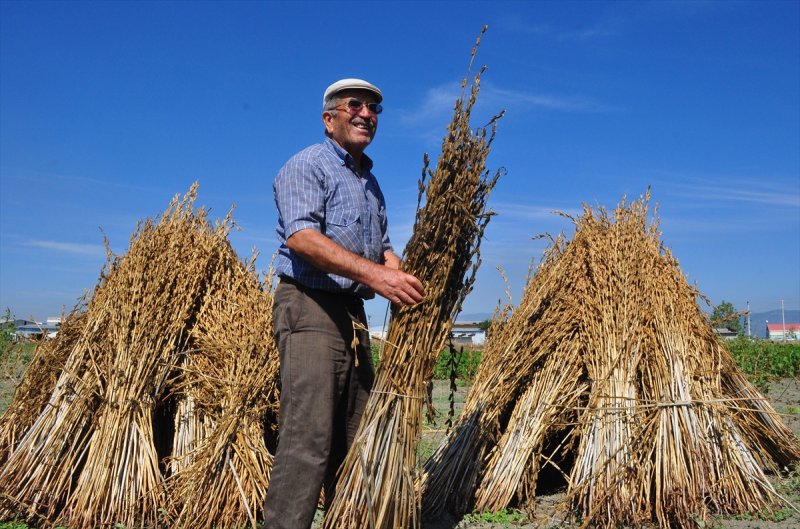 Antalya Manavgat ilçesinde hasadına başlanan susamdaki verim artışı çiftçileri sevindirdi