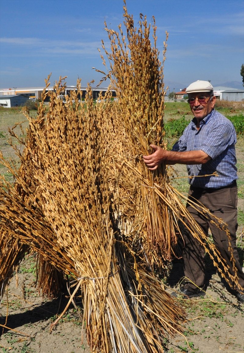 Antalya Manavgat ilçesinde hasadına başlanan susamdaki verim artışı çiftçileri sevindirdi