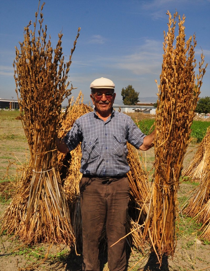 Antalya Manavgat ilçesinde hasadına başlanan susamdaki verim artışı çiftçileri sevindirdi