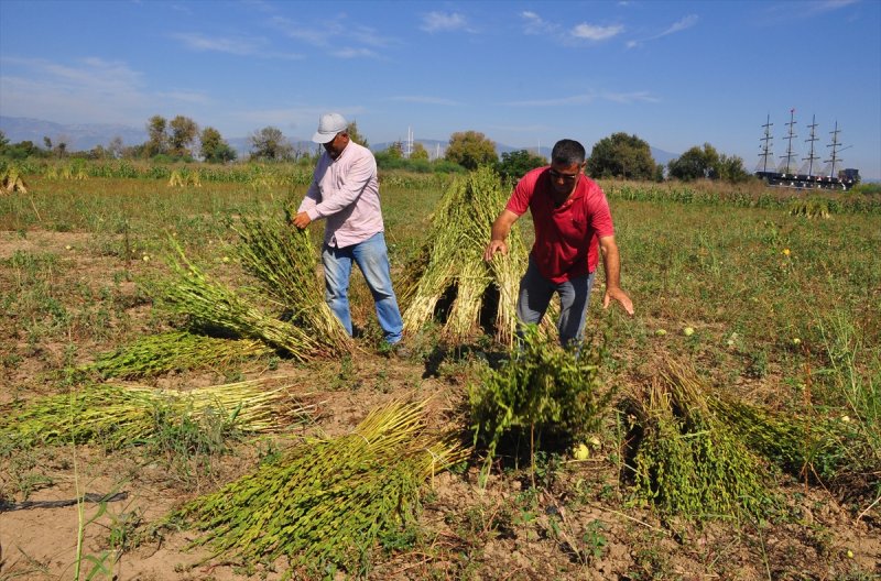 Antalya Manavgat ilçesinde hasadına başlanan susamdaki verim artışı çiftçileri sevindirdi