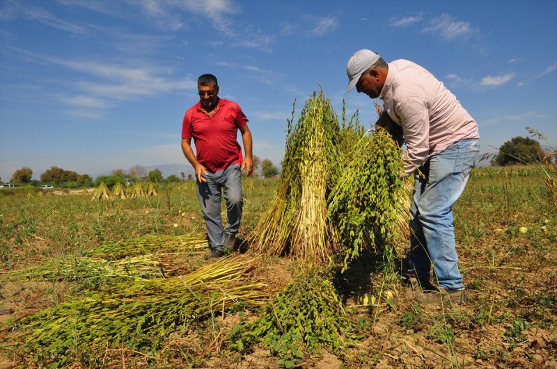Antalya Manavgat ilçesinde hasadına başlanan susamdaki verim artışı çiftçileri sevindirdi