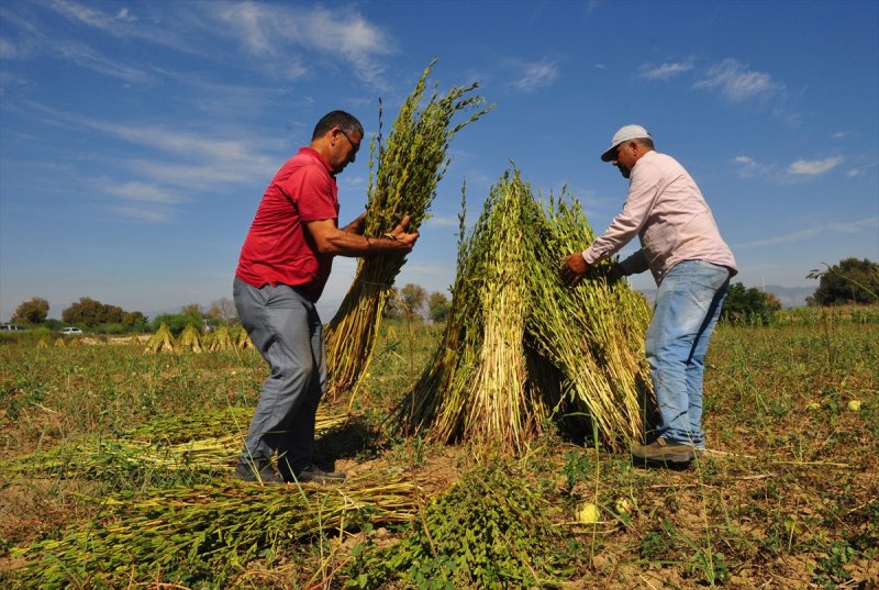 Antalya Manavgat ilçesinde hasadına başlanan susamdaki verim artışı çiftçileri sevindirdi