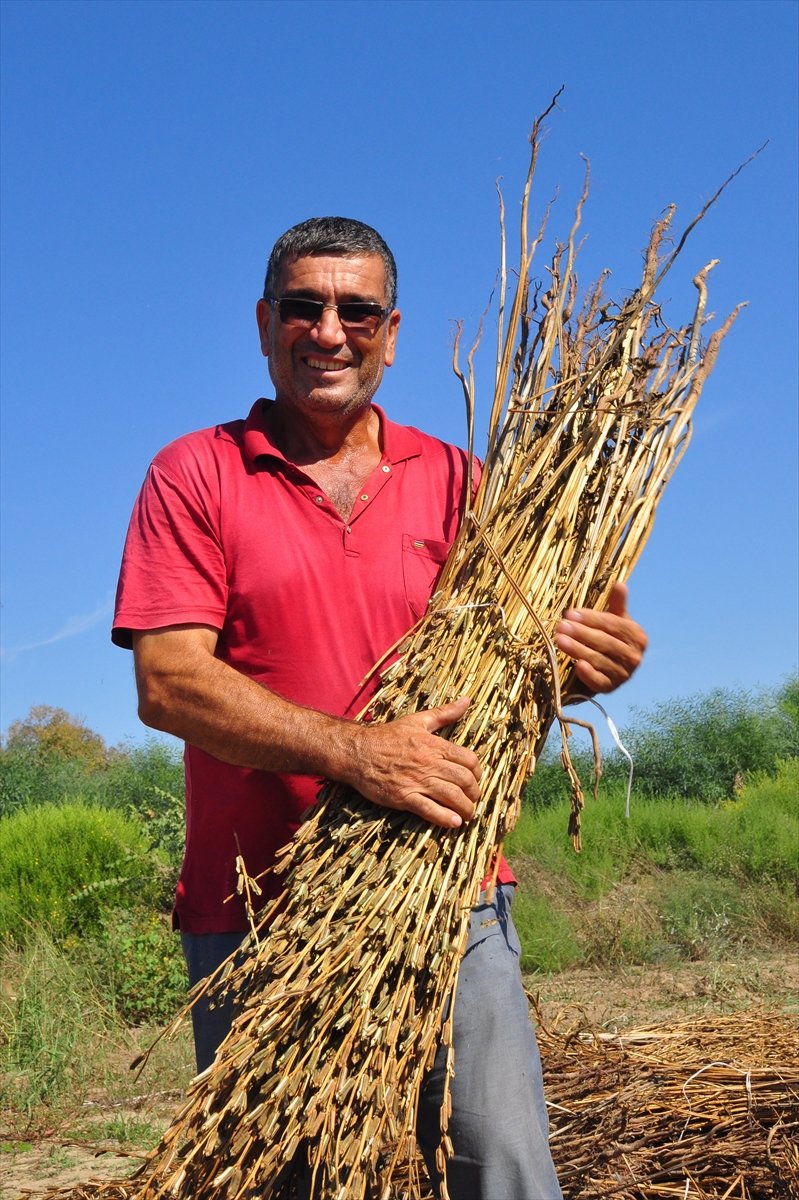 Antalya Manavgat ilçesinde hasadına başlanan susamdaki verim artışı çiftçileri sevindirdi