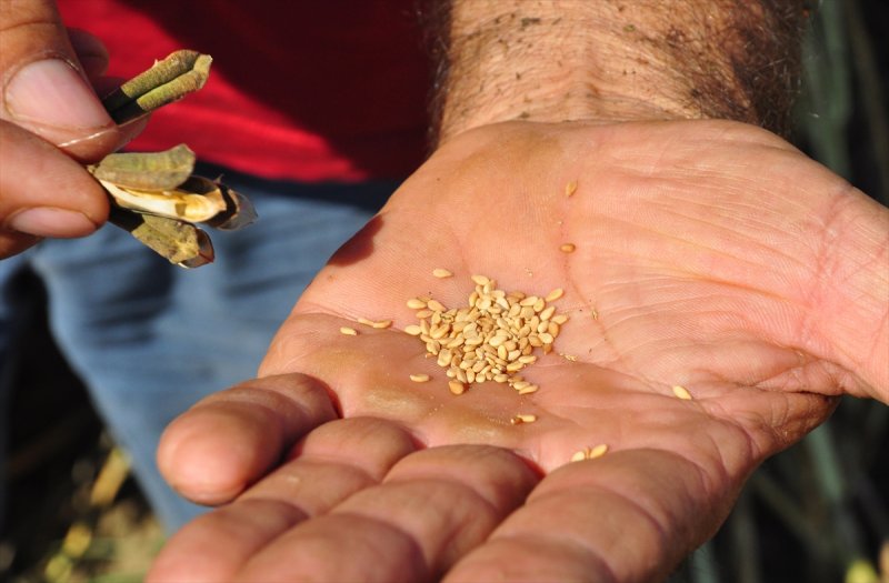 Antalya Manavgat ilçesinde hasadına başlanan susamdaki verim artışı çiftçileri sevindirdi