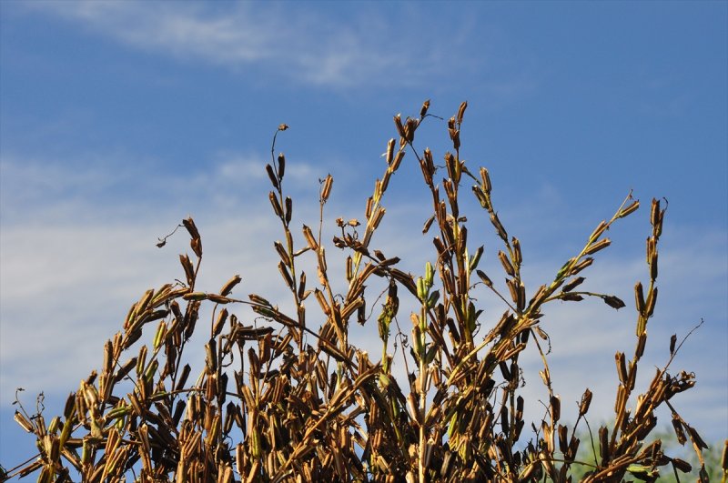 Antalya Manavgat ilçesinde hasadına başlanan susamdaki verim artışı çiftçileri sevindirdi