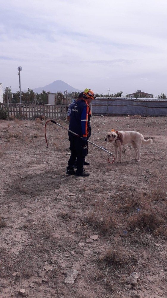 Aksaray'da Boynuna İp Dolanan Köpek Zor Anlar Yaşattı