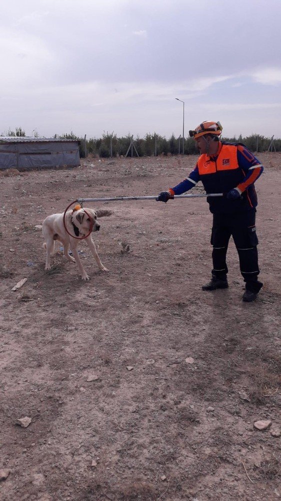 Aksaray'da Boynuna İp Dolanan Köpek Zor Anlar Yaşattı