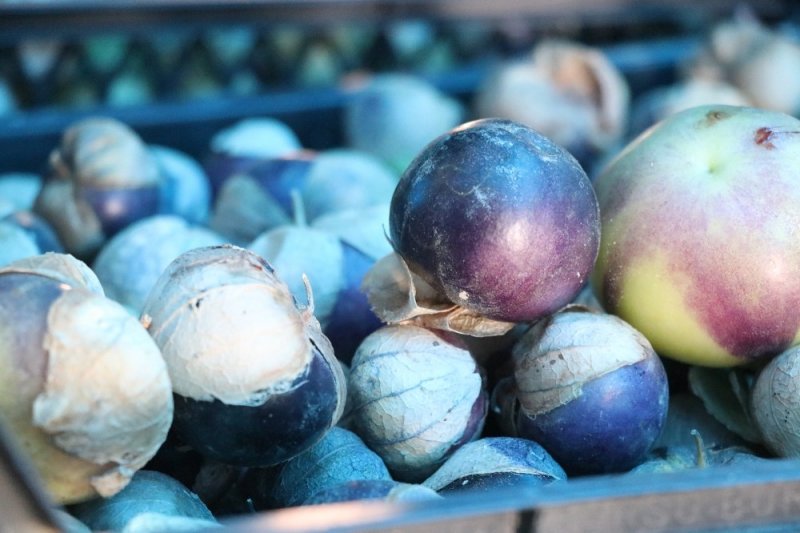 Yakalandığı Meme Kanserini Yetiştirdiği Mor Çilekle Yendi