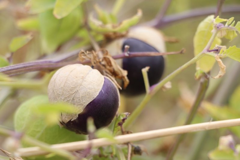 Yakalandığı Meme Kanserini Yetiştirdiği Mor Çilekle Yendi