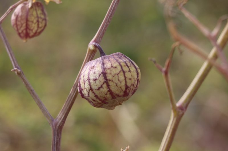 Yakalandığı Meme Kanserini Yetiştirdiği Mor Çilekle Yendi