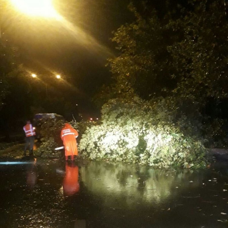Antalya'nın Kumluca İlçesinde Fırtına Ağaçları Kökünden Söktü