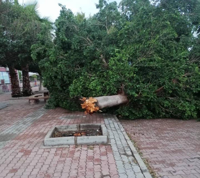 Antalya'nın Kumluca İlçesinde Fırtına Ağaçları Kökünden Söktü