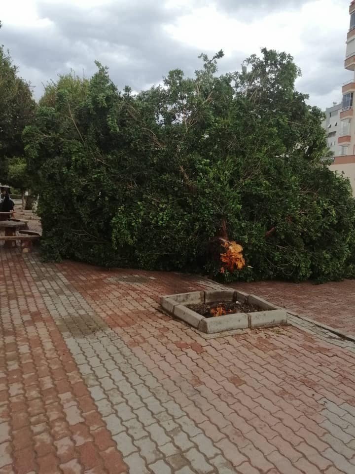 Antalya'nın Kumluca İlçesinde Fırtına Ağaçları Kökünden Söktü