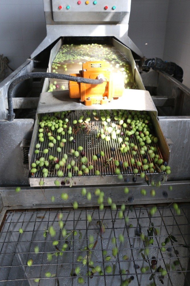 ANTBİRLİK Zeytinyağı Tesislerinde Bu Yıl Yağ Sıkım Sezonu Açtı