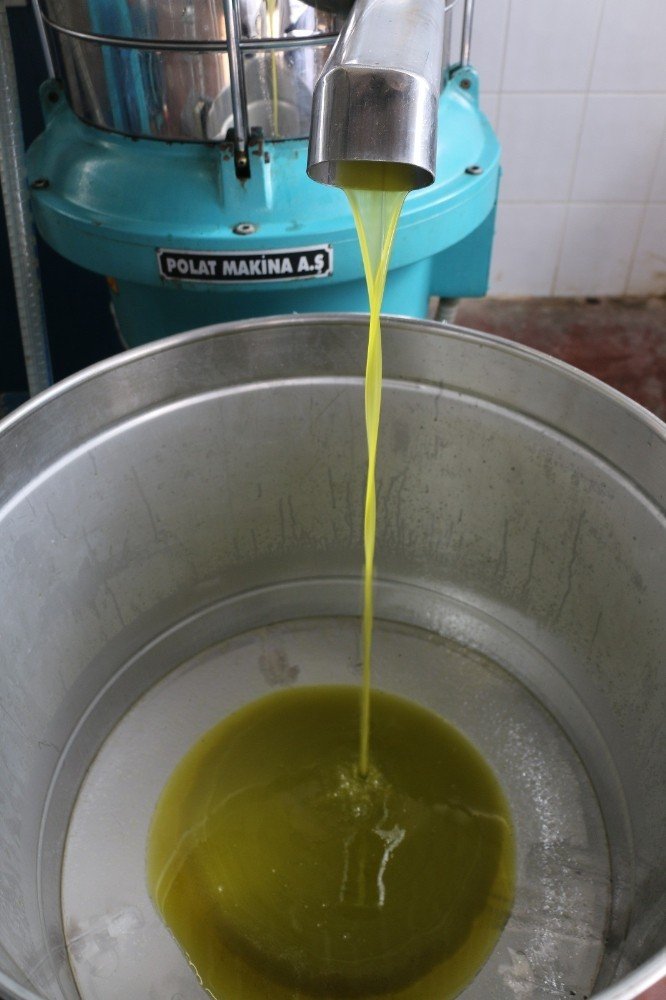 ANTBİRLİK Zeytinyağı Tesislerinde Bu Yıl Yağ Sıkım Sezonu Açtı