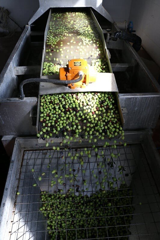 ANTBİRLİK Zeytinyağı Tesislerinde Bu Yıl Yağ Sıkım Sezonu Açtı