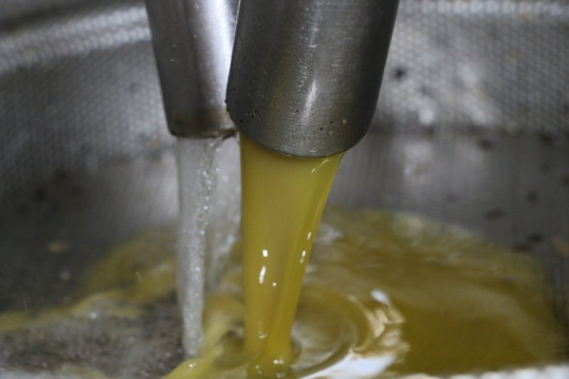 ANTBİRLİK Zeytinyağı Tesislerinde Bu Yıl Yağ Sıkım Sezonu Açtı