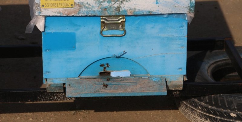 Bal Üreticiler Başkanı Kadir Cesur, Yöredeki Arı Hırsızlıklarının Önüne Geçemediklerini Söyledi