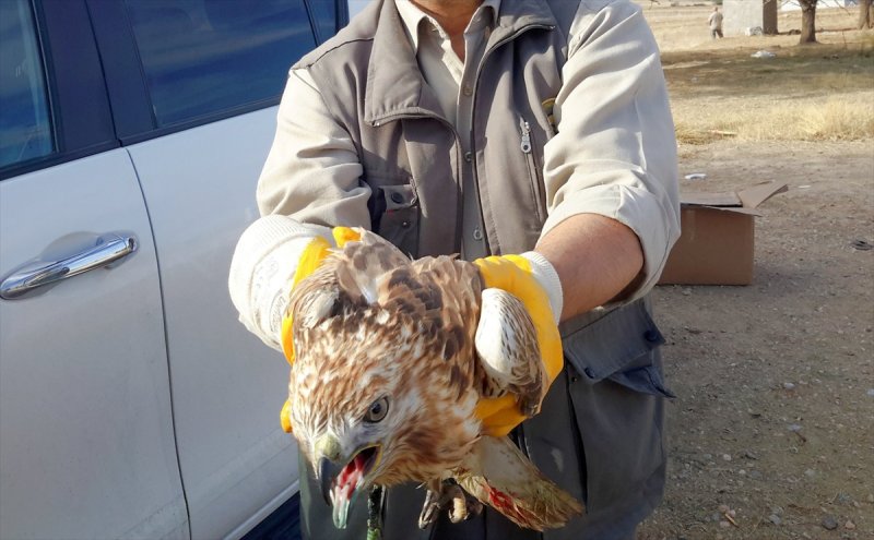 Yaralı Şahin Konya'da Tedavi Altına Alındı