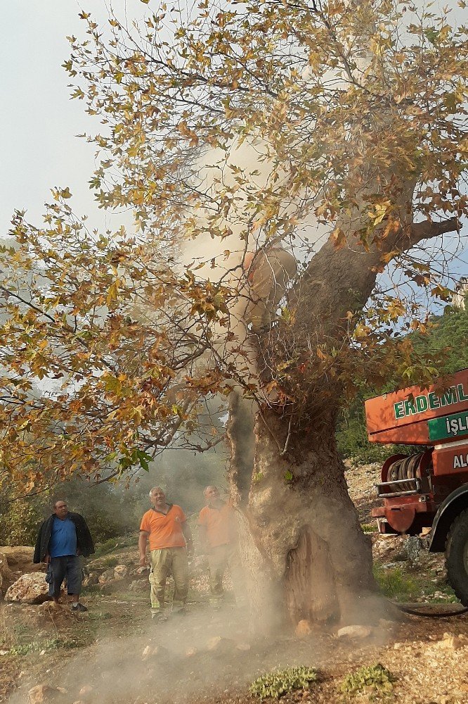 Piknikçilerin Kovuğuna Ateş Yaktığı Ağaca Orman Ekipleri Müdahale Etti