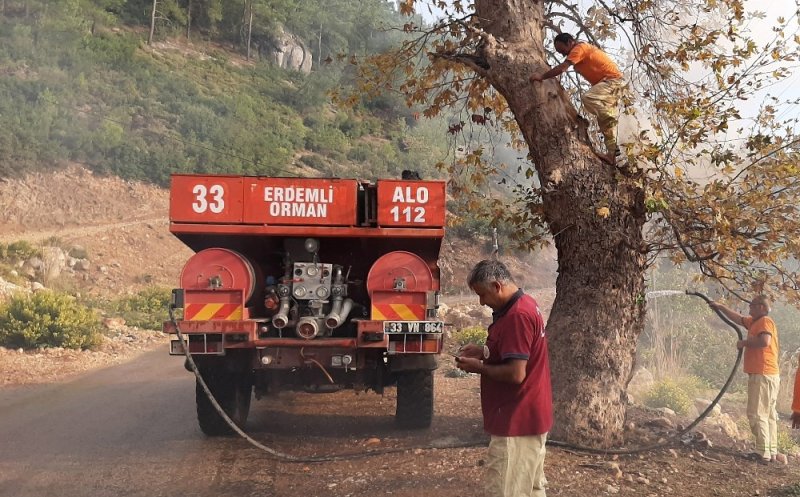 Piknikçilerin Kovuğuna Ateş Yaktığı Ağaca Orman Ekipleri Müdahale Etti