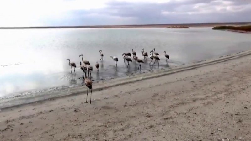 Ereğli'de Ele Geçirilen Yavru Flamingolar Artık Özgür
