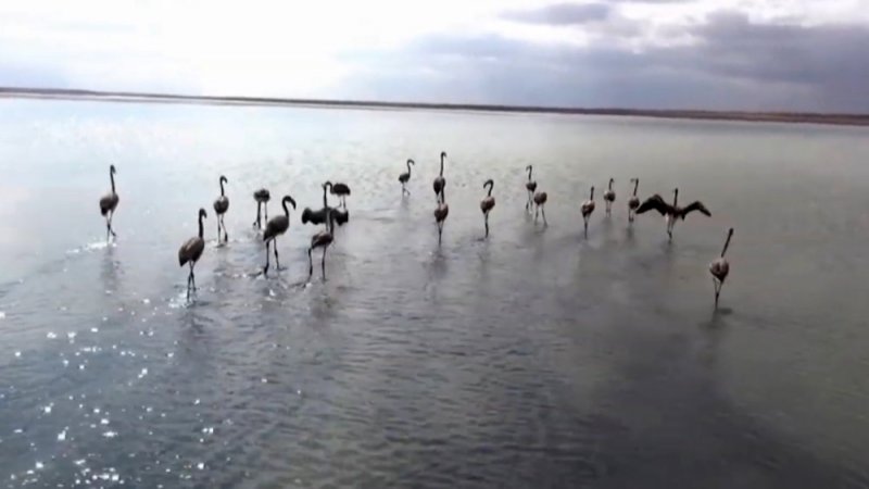 Ereğli'de Ele Geçirilen Yavru Flamingolar Artık Özgür