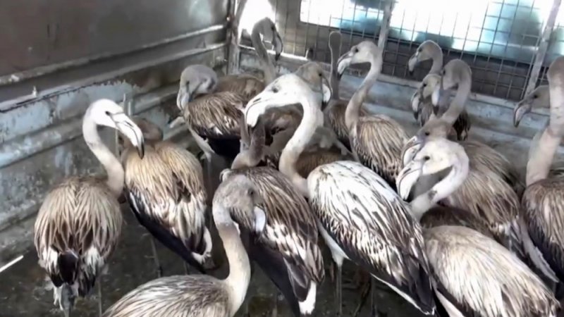 Ereğli'de Ele Geçirilen Yavru Flamingolar Artık Özgür