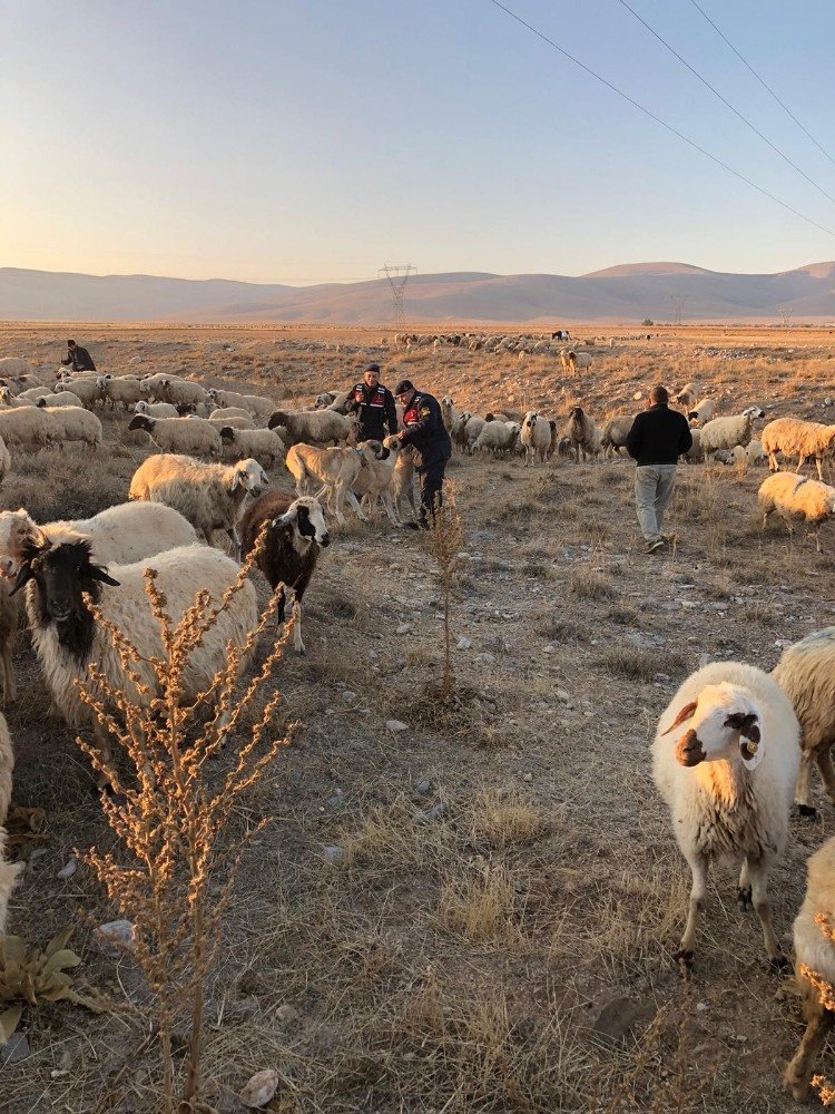 Konya'da Kaybolan Koyun Sürüsünü Jandarma Buldu