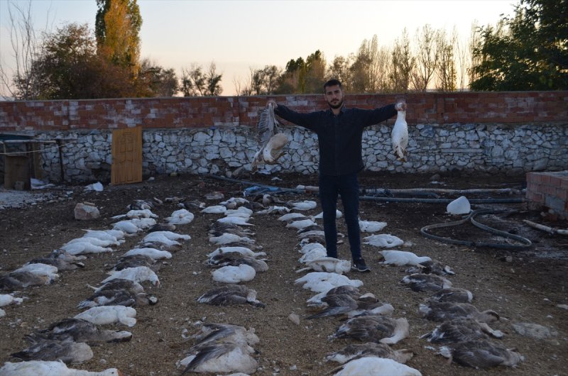 Konya’da 150 Kaz Telef Oldu