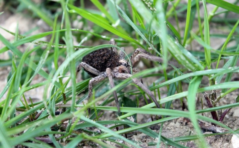 Mersin'de Görülen Örümcek Şaşırttı