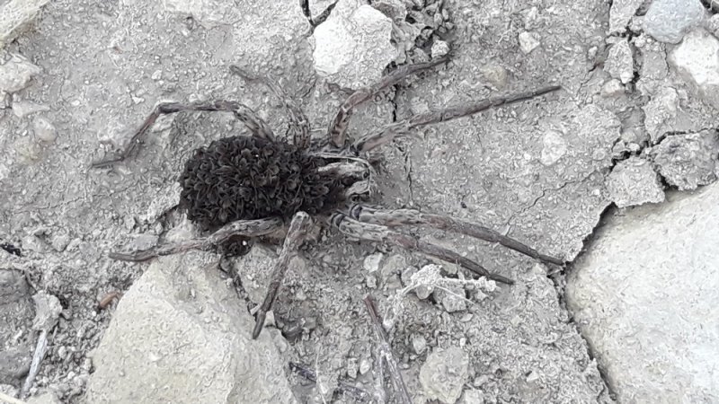 Mersin'de Görülen Örümcek Şaşırttı