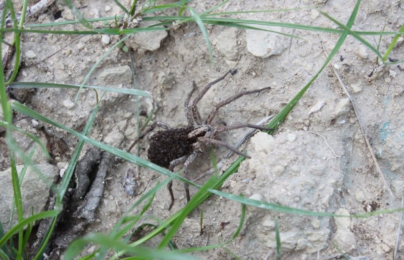 Mersin'de Görülen Örümcek Şaşırttı
