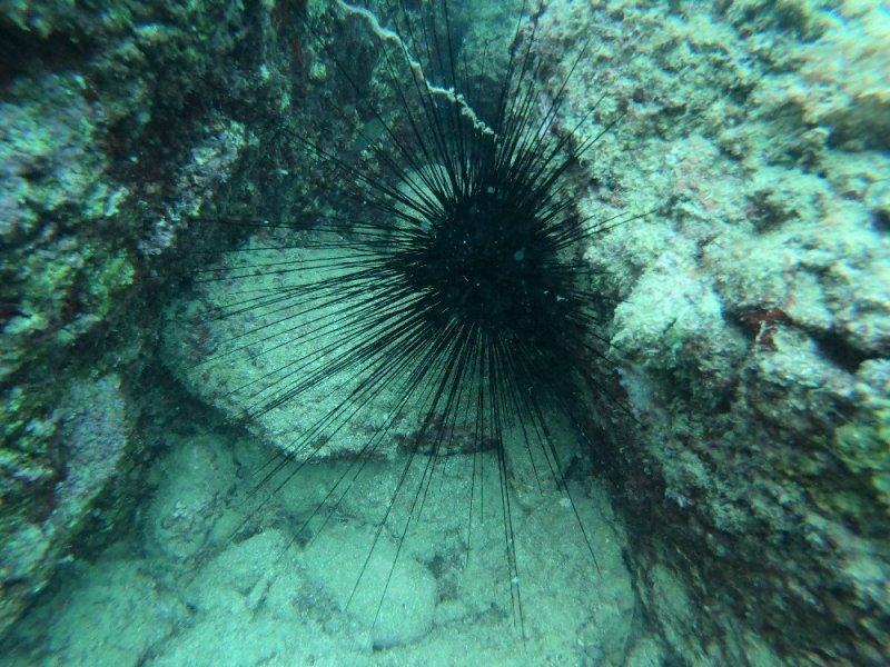 Akdeniz'de Zehirli Deniz Kestanesi Uyarısı