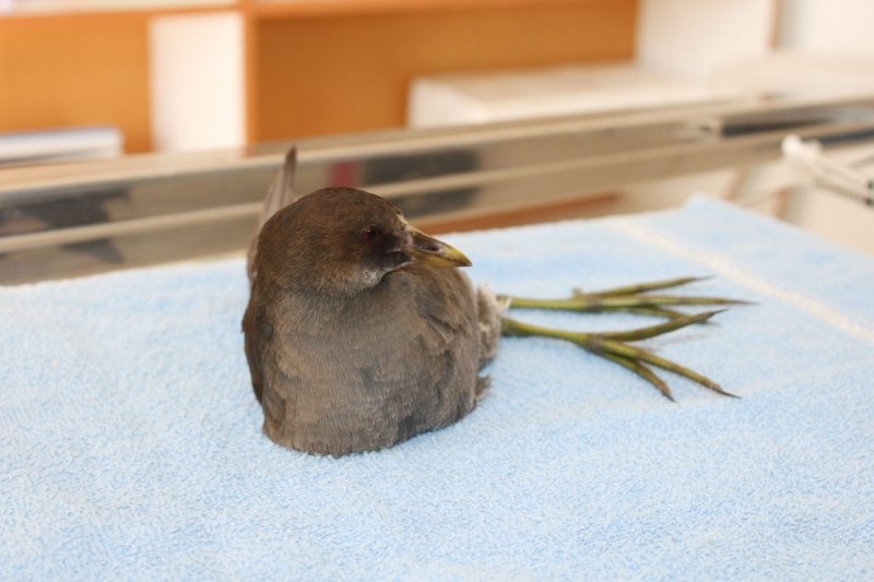 Yırtıcı Kuş Saldırısına Uğrayan Su Tavuğu Tedavi Altına Alındı