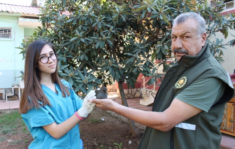 Yırtıcı Kuş Saldırısına Uğrayan Su Tavuğu Tedavi Altına Alındı