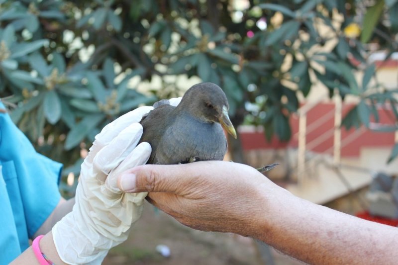 Yırtıcı Kuş Saldırısına Uğrayan Su Tavuğu Tedavi Altına Alındı