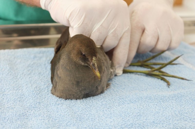Yırtıcı Kuş Saldırısına Uğrayan Su Tavuğu Tedavi Altına Alındı