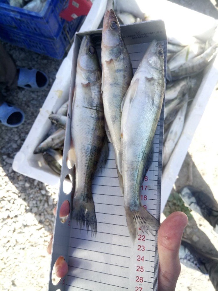 Suğla Gölü’nde Boy Limiti Altında Yavru Levrek Avına Ceza