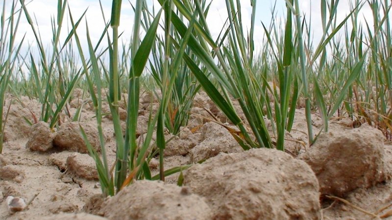Aksaray Tarımında Kuraklık Tehlikesi