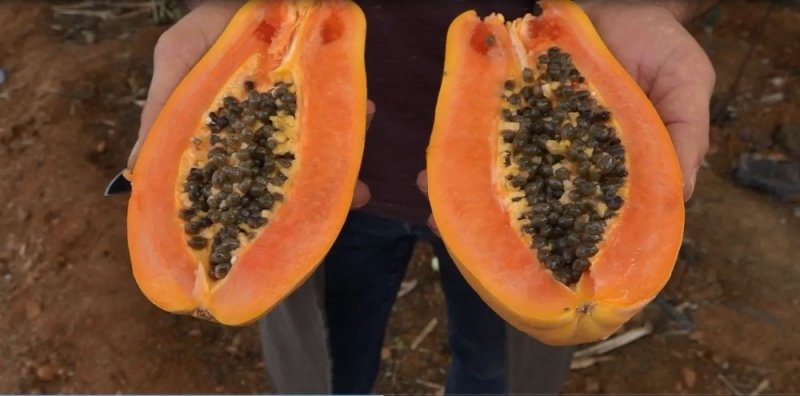 Antalyalı Mühendis Filmden Etkilenip Papaya Yetiştirmeye Başladı