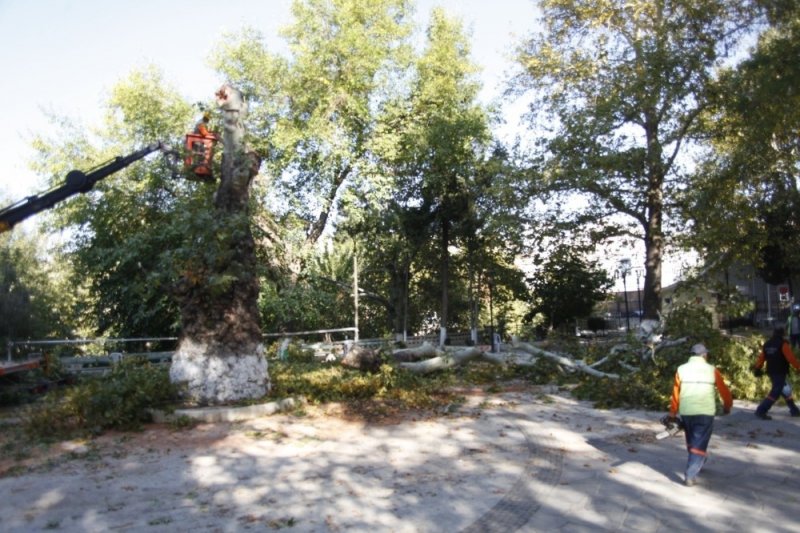 Mut'ta Tekerlemeye Konu Olan Asırlık Çınar Kesildi