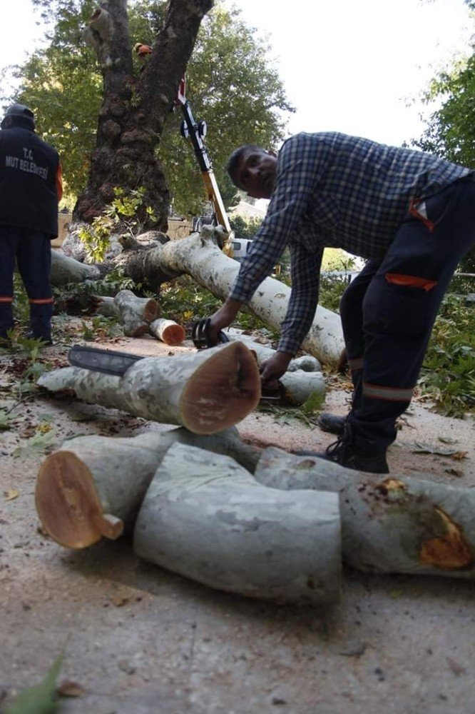 Mut'ta Tekerlemeye Konu Olan Asırlık Çınar Kesildi