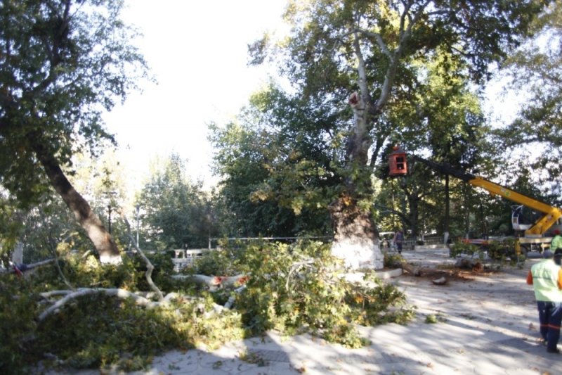 Mut'ta Tekerlemeye Konu Olan Asırlık Çınar Kesildi