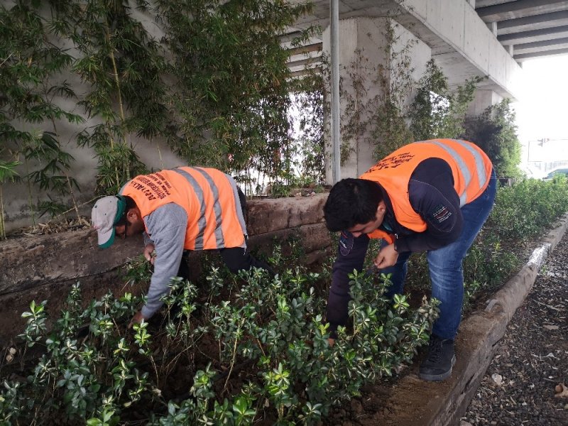 Devrilen Ağaçlara Müdahale