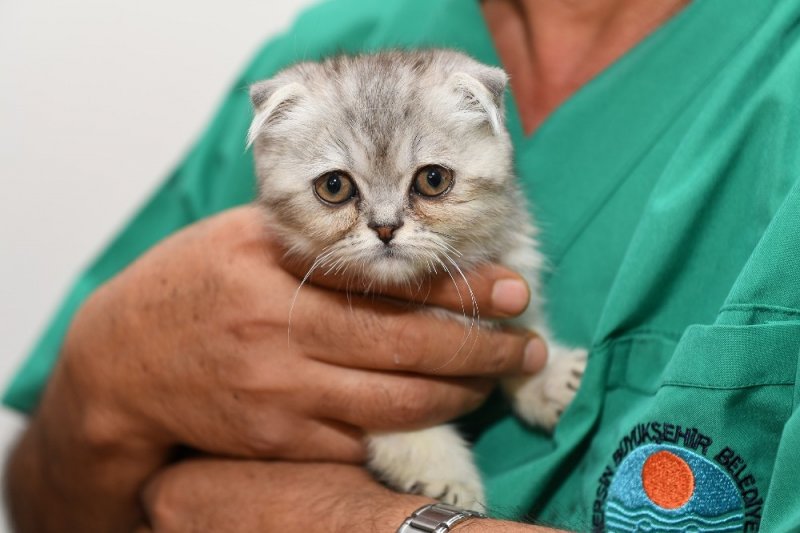 Yavru Kedi Cerrahi Müdahale İle Hayata Tutundu