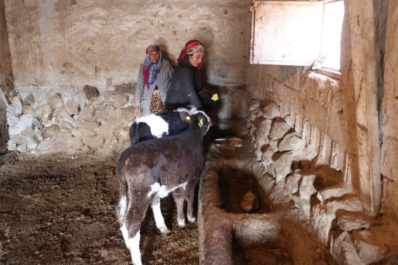 Aksaray'da İnekleri Çalınan Yaşlı Kadın Yardım Bekliyor