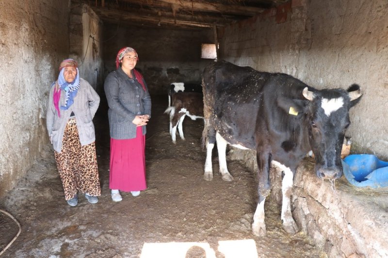 Aksaray'da İnekleri Çalınan Yaşlı Kadın Yardım Bekliyor