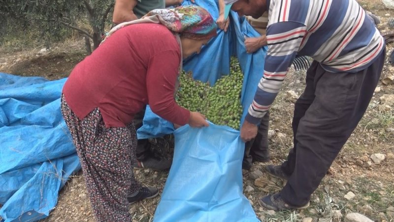 Ermenek’te Zeytin, Yüz Güldürdü