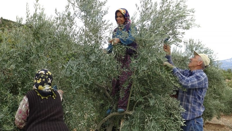 Ermenek’te Zeytin, Yüz Güldürdü